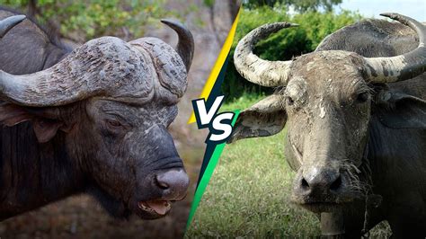 water buffalo vs yak|water buffalo vs carabao.